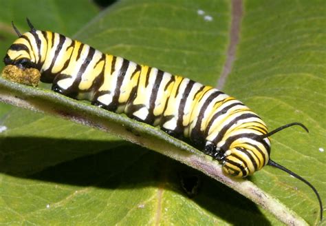 free caterpillar images|More.